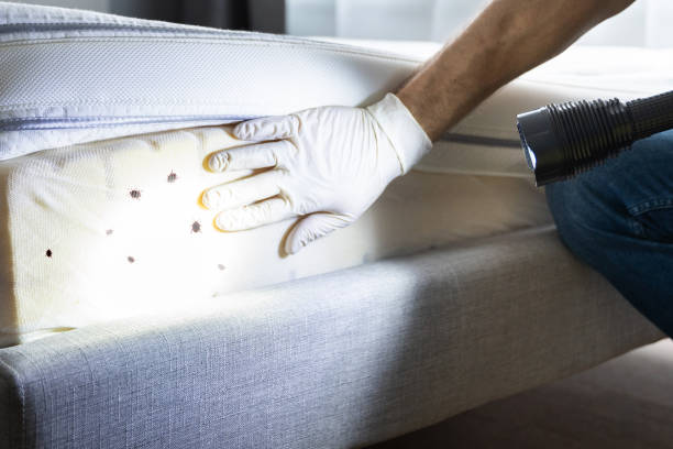 Wasp Removal Services in Kechi, KS