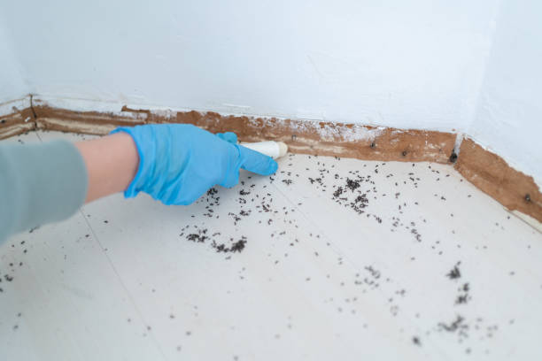 Best Ant Control Services  in Kechi, KS